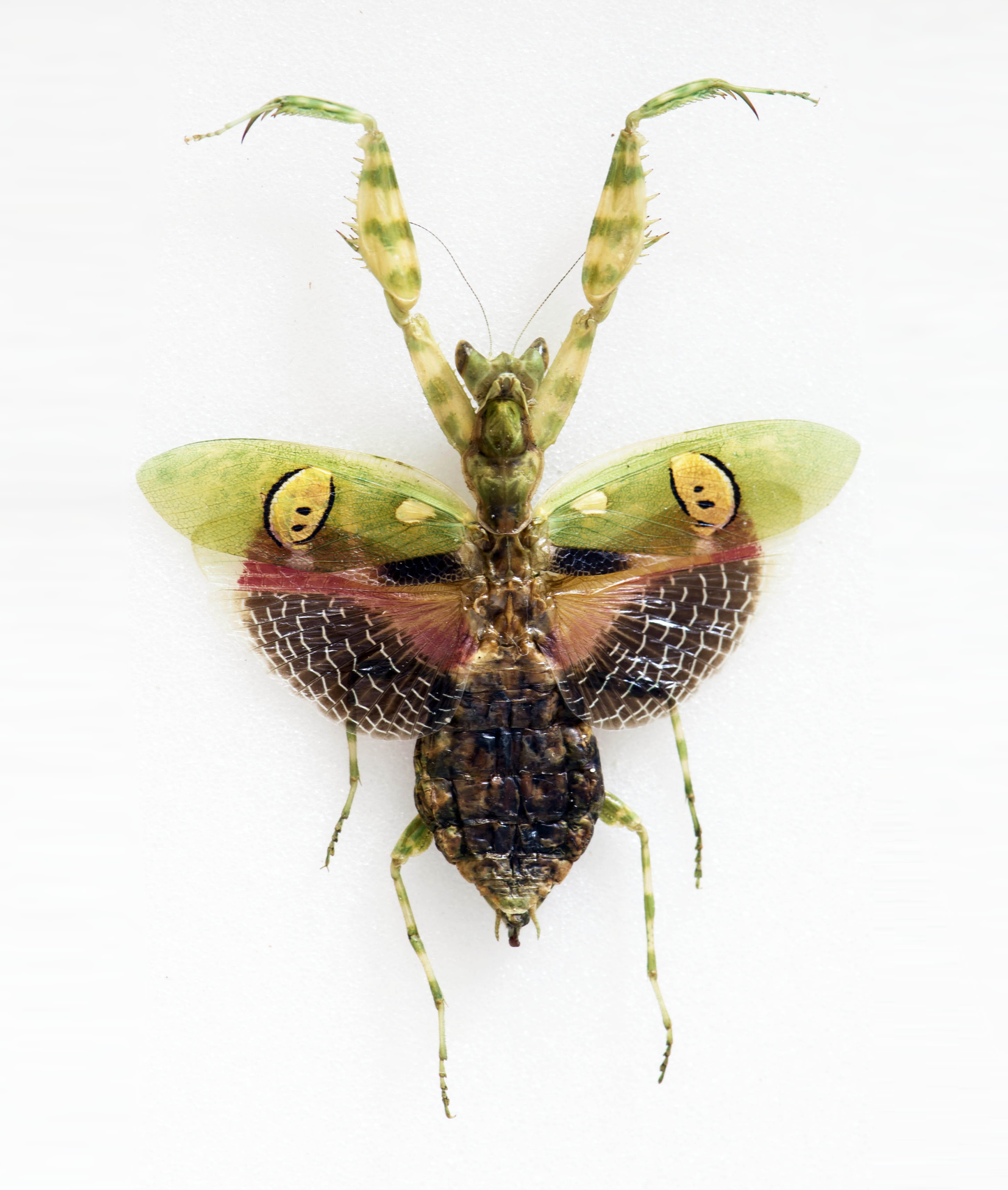 Cvjetna bogomoljka (Creobroter gemmata)