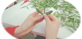 Radionice pletenja maslinovih grančica