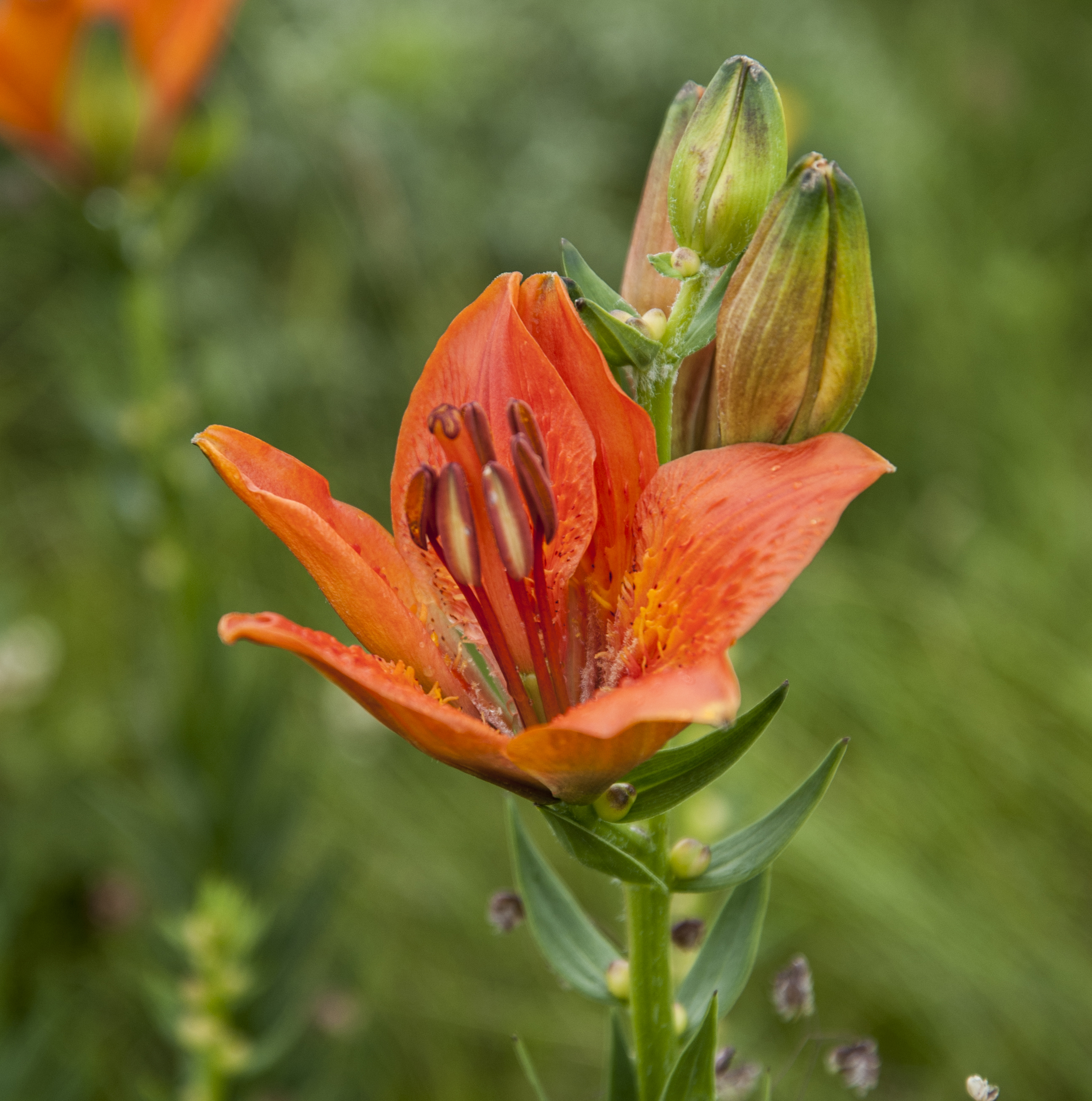 Zvjezdasti ljiljan, lat. Lilium bulbiferum