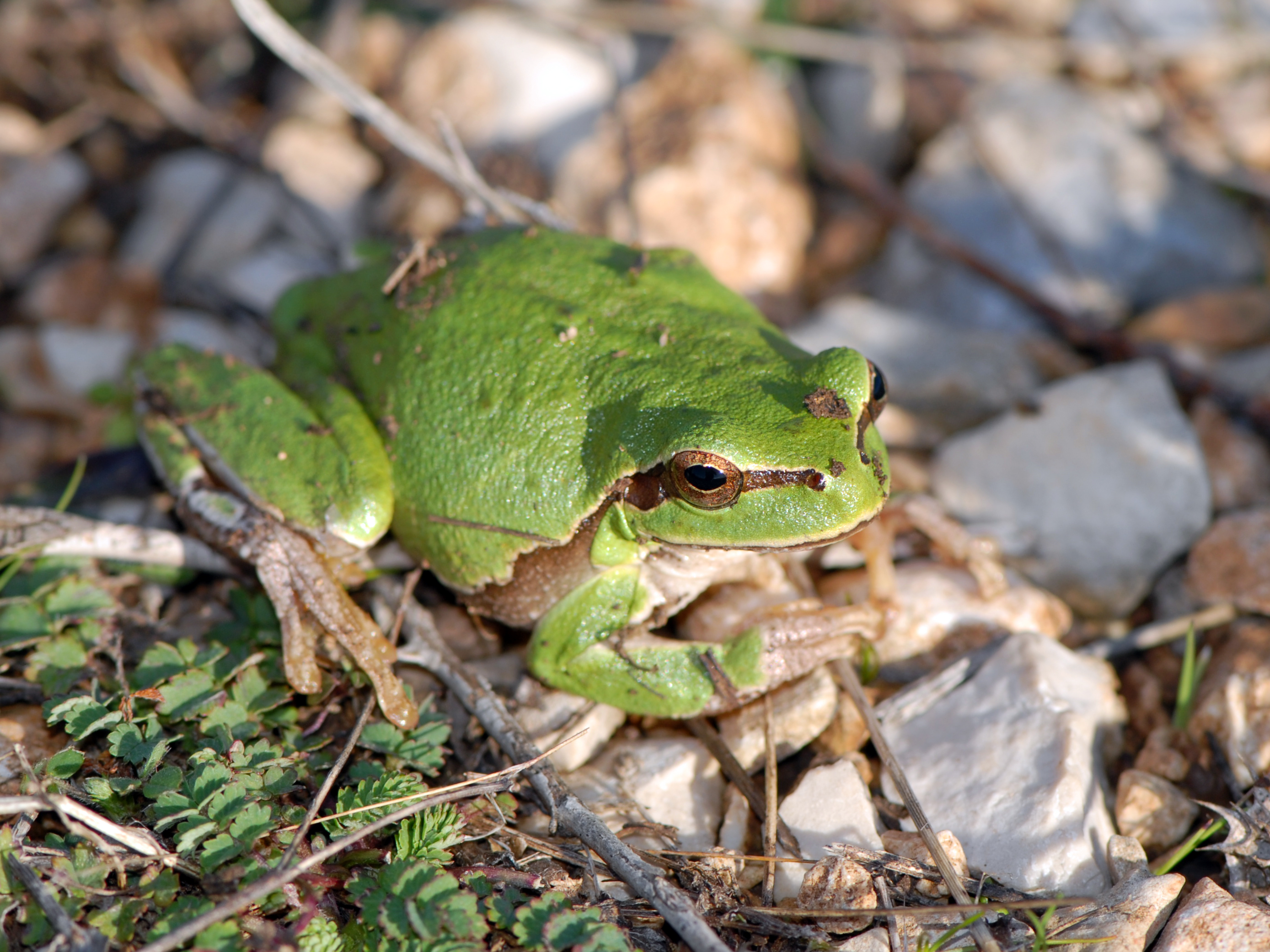 Obična gatalinka, lat. Hylla arborea