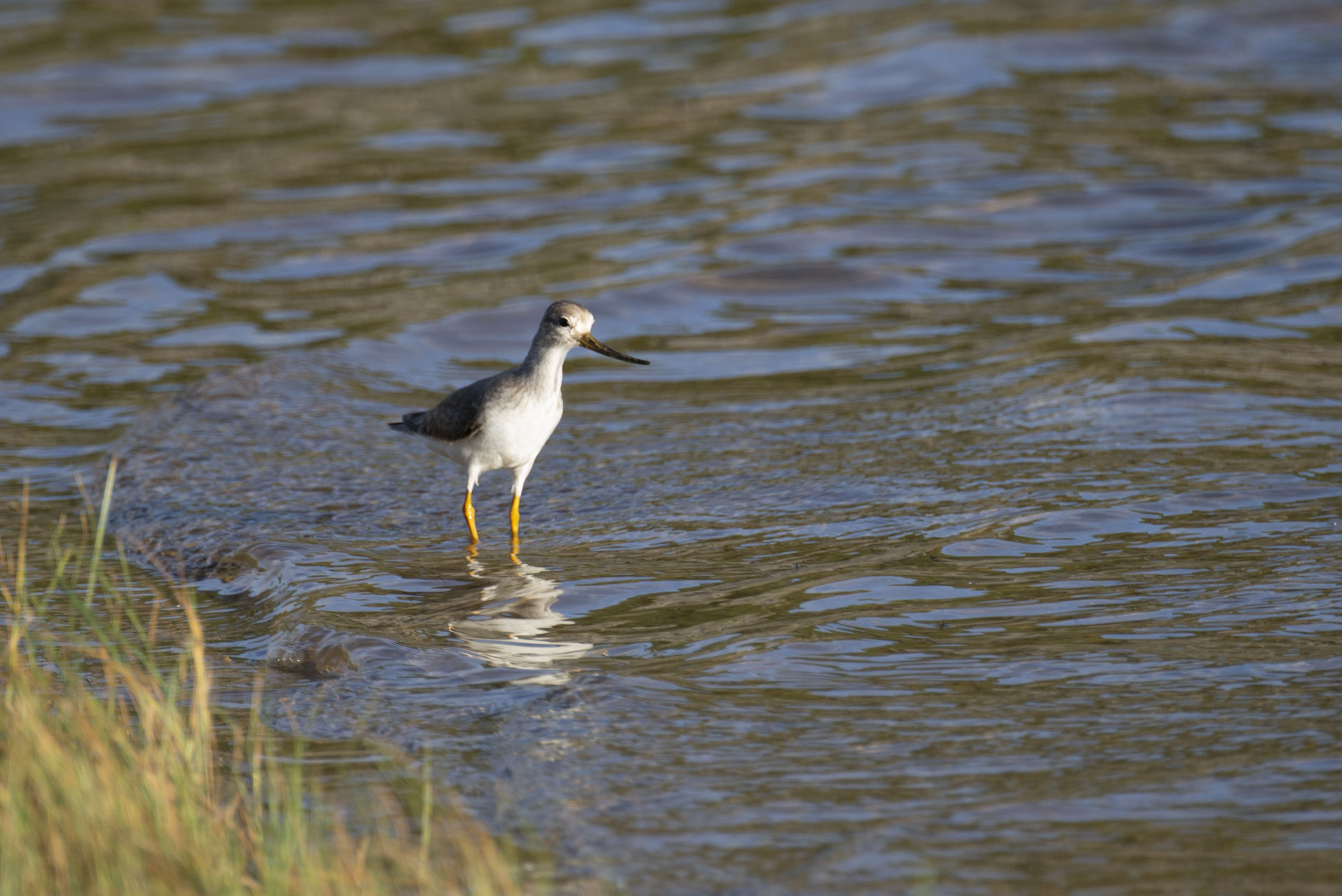 Prutka sabljarka (lat. Xenus cinereus)