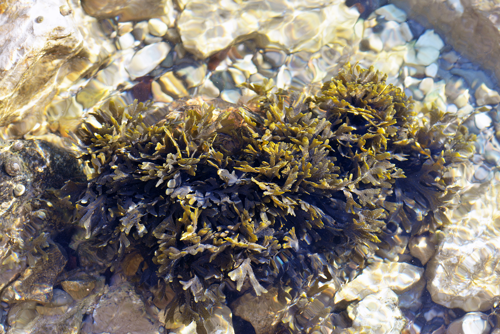 Jadranski bračić, lat. Fucus virsoides