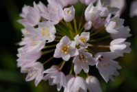 Ružičasti luk Allium roseum
